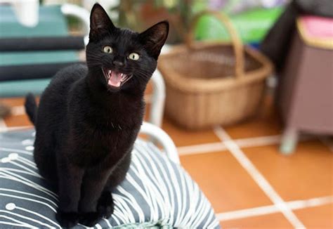 Rather, most cats are using one of the tools nature gave them to communicate. RSPCA says black cats are shunned because people are ...