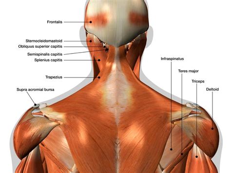 Attached to the bones of. Lower Back Muscle Diagram - Muscles Of Lower Back Diagram ...