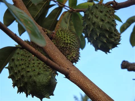 Durian belanda atau nama saintifiknya annona muricata berasal dari sekitar peru, mexico dan argentina. MY MALAYSIA PHOTOS: Soursop-fruit (Durian Benggala ...