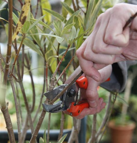 Auch robuste pflanzen können einmal krank werden. Oleander (Nerium oleander) pflanzen, pflegen - Mein ...