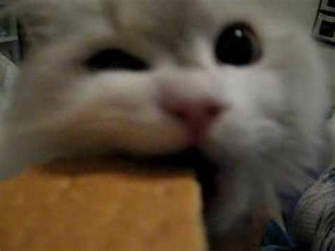 If you want to find out if it's safe for your cat to eat crackers then this. 14 Cutest Videos of Cats Eating People Food