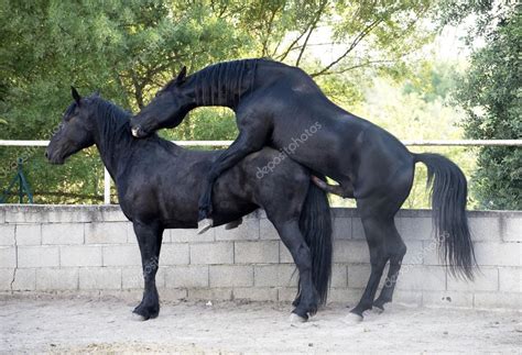 Some definitions limit the term to pairing between animals. Horse mating — Stock Photo © cynoclub #49798169