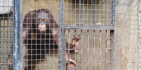 Main menu navigation update 3.1.2 Orangutans 'Will Die' If They Stay In These Cages - The Dodo