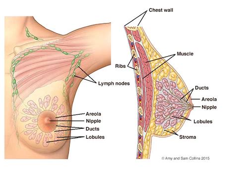 What are the external parts? Nipple Anatomy