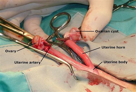 There is always some risk while a patient is under general anesthesia, whether the patient be animal or human. Difference Between Spay and Neuter - Pediaa.Com