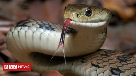 The snake is a family of reptiles with long bodies, and no legs. Indonesian police use snake to scare Papuan man - BBC News