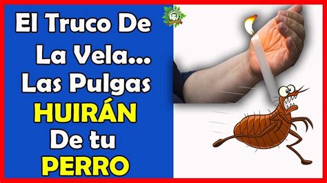 Para poder eliminar pulgas en casa, es muy importante lavar y limpiar a fondo cualquier lugar, tejido o juguete que haya estado en contacto con nuestro durante el proceso de limpieza y desinfección de la casa, uno de los puntos principales es la aplicación de productos desinfectantes que nos ayuden a. Cómo Eliminar Las Pulgas🐜 De La Casa De Una Forma Super ...