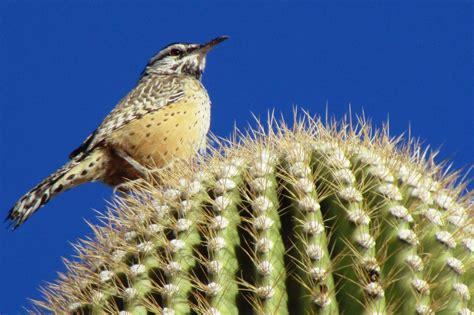 But some birds have learned to make use of other objects to help them hunt or forage. Me and My Dog ...and My RV: Today is for the birds II