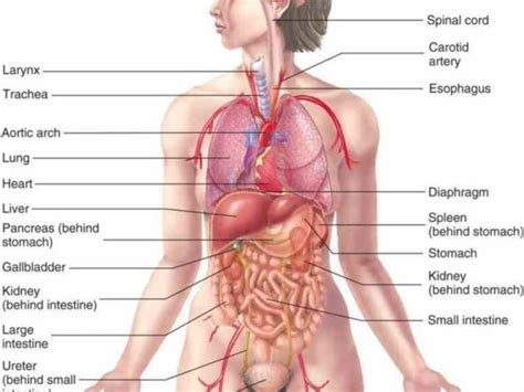 3d video anatomy tutorials on the anatomy of the female reproductive system. admittedly Left Side Anatomy Of The Body some people have ...