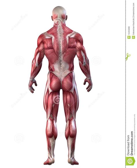 Chest is one of those body parts i do this chest muscle mass is usually a complicated tiny muscle mass of which for most of us just won't. Bodybuilder Anatomy Stock Photo - Image: 15434280