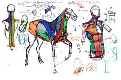 The torso muscles attach to the skeletal core of the trunk, and depending on their location are this article will give you an overview of the torso musculature and serve you as a hub from which you can. figuredrawing.info_news: Comparative Anatomy Lecture ...