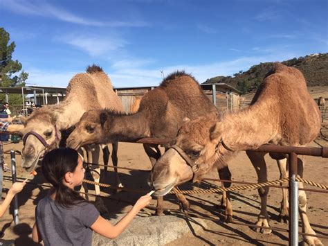 A true san diego gem! Oasis Camel Dairy - San Diego Home/Garden Lifestyles