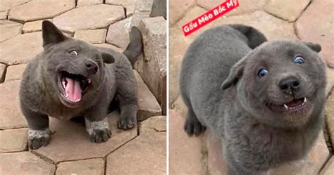 They got their name from the hamong culture of vietnam soua's hmong dog in the soptuang refugee camp. Hmong Puppy is the Derpy Dog You Never Knew Existed