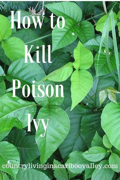 Secure the bags with ties as soon as they are. Homemade Solution for getting rid of Poison Ivy ...