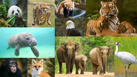 Endangered Species Knowledge Quiz: Test What You Know ...