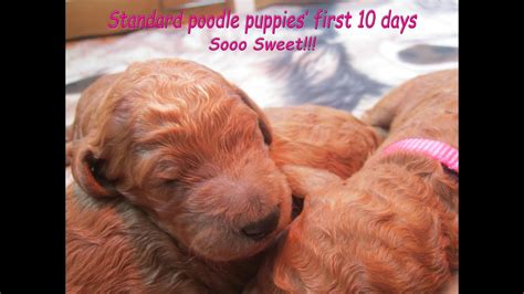 Use our search bar for your needs. Red standard poodle puppies first 10 days - So sweet - YouTube