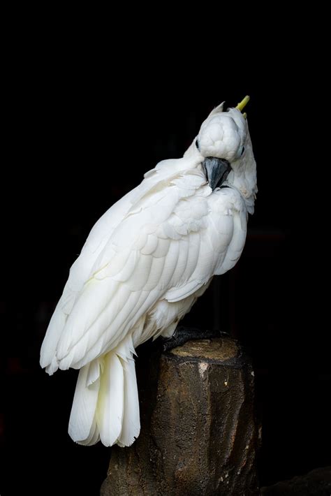 Check spelling or type a new query. White cockatoo | The white cockatoo (Cacatua alba), also ...