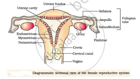 The female reproductive system plays a role in both reproduction and hormone secretion. Draw a Labeled Diagram of Female Reproductive System ...