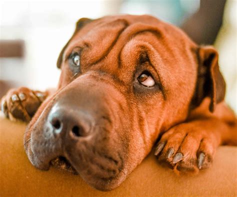 How to Treat Upset Stomach in Dogs, Including Home Remedies | Superb Dog