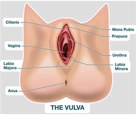 Learn about the female reproductive system's anatomy through diagrams and detailed facts. Virginity