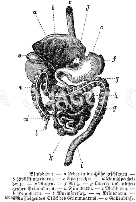 Sie steuern für uns unbewusst über neurotransmitter kontraktion und entspannung der inneren struktur der milz. Mensch: Innere Organe