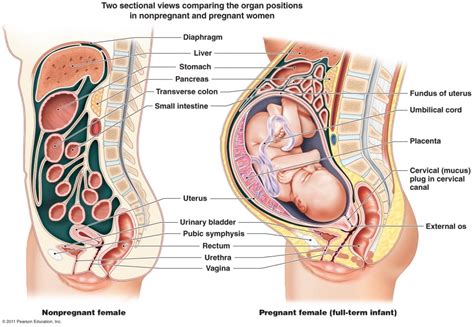 The female reproductive anatomy includes parts inside and outside the body. How does your anatomy change during pregnancy? | Socratic
