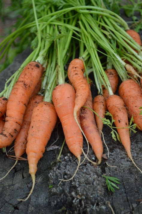 That certainly works but is that the best time? Gardening tips for zone 3: 20 vegetables you can grow