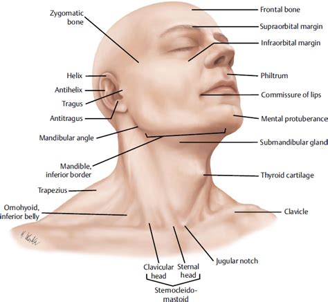 Learn more about head and neck anatomy, including the top part of the skeleton, muscles, and more with our digital flashcards. Neck | Plastic Surgery Key
