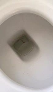 It can also be placed on the ground, like furniture. Worm In Toilet No Cause For Alarm - All About Worms