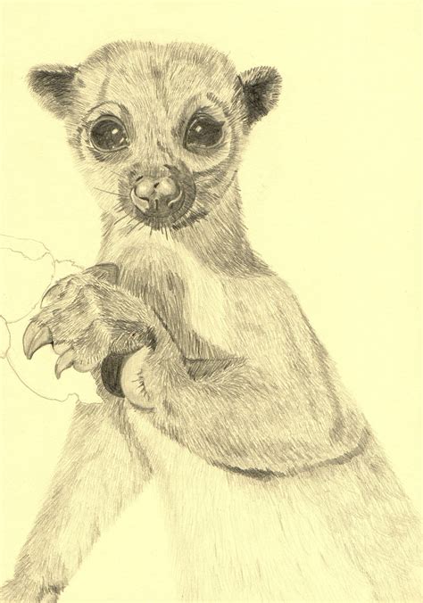 Ini dia perbedaan hasil mewarnai menggunakan crayon, pensil warna, dan spidol. Sketsa Gambar Hewan Koala | Garlerisket