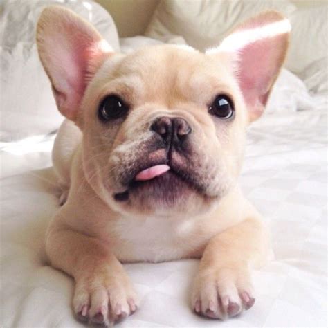 Soon this was the fashionable breed, popular in artistic society in paris and portrayed by degas and toulouse lautrec in portraits of parisian life. French Bulldog Breeders Ny Long Island - Pets Ideas