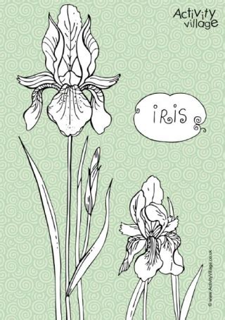 Here is a gladiolus coloring sheet for your child to print and color. Iris Colouring Page