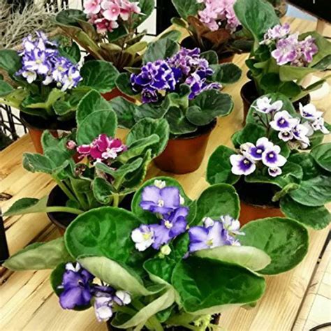 Different classic oldies and new varieties are offered throughout the year for customers who want specific varieties in full size plants. African Violet Live 2 Plants Assorted Colors IN BLOOM 4 ...