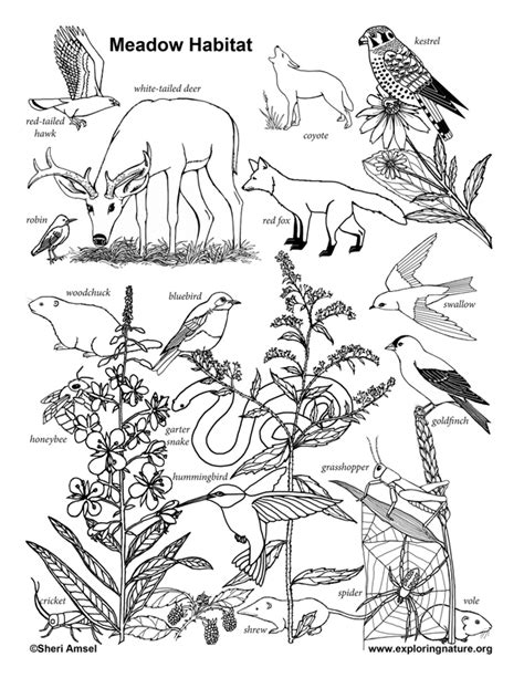 Sea animals coloring pages ] 4. Meadow Habitat Coloring Page