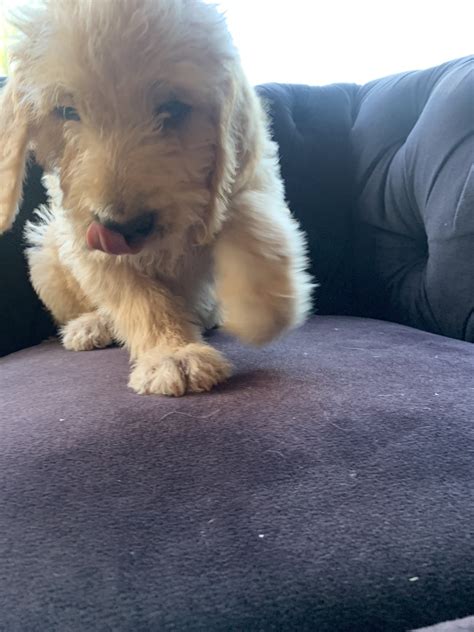 As mentioned above, deciding to adopt a spinone. Spinone Italiano Puppies For Sale | Pepper Pike, OH #323014