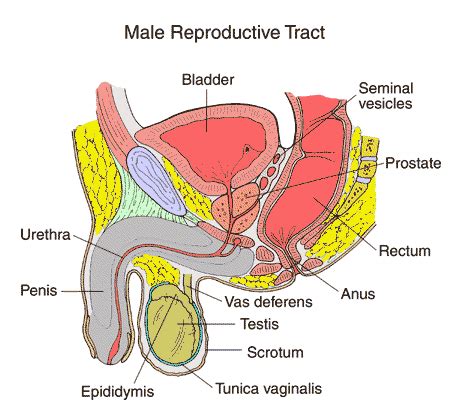 Explore the anatomy systems of the human body! Male Reproductive Anatomy
