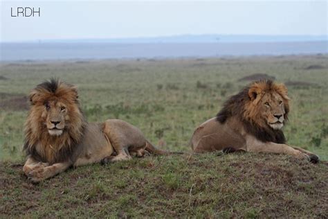 One lion fights off 28 hyenas over a zebra kill in the masai mara, kenya. Other male lion coalitions from Masai Mara
