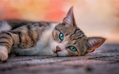 Download all images on a web page. Katze Ausmalbild - Malvorlagentv.com