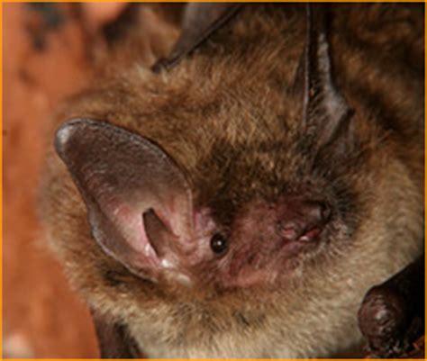 For more than 30 years, action pest management has been providing quality pest control to both commercial and residential customers in southern vermont and massachusetts. Bat Calendar, Bat Habits throughout the Year