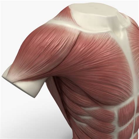Diagram of muscles in the torso, muscles of the torso diagram, human muscles, diagram of muscles in related posts of muscles of the torso diagram. torso muscles 3ds