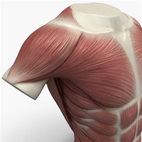 A muscle's job is to pull together the points to which its ends are below are the muscles in the torso and on the back that you need to be aware of. torso muscles 3ds