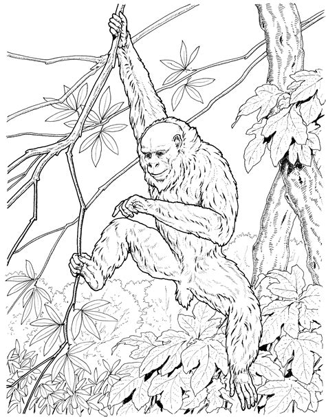 Spider monkey hanging from tree from spider monkeys.ausmalbilder monkeys, one of the most notorious and yet beloved animals, are a popular subject for coloring pages. Realistic Monkey Coloring Pages - Coloring Home