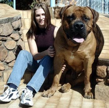 Blog post titled the benjamin bulldog big bore: Funniest Pets: Huge pets photos.