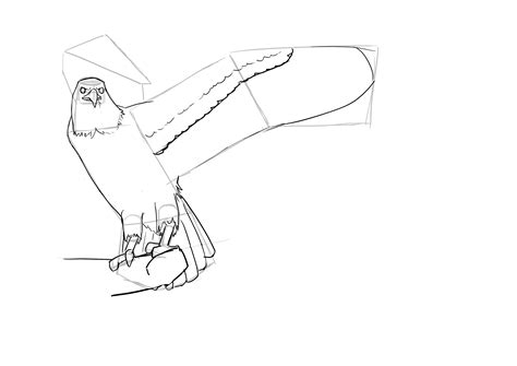 Comment dessiner un oiseau | Comment dessiner un oiseau, Dessin oiseau, Comment dessiner