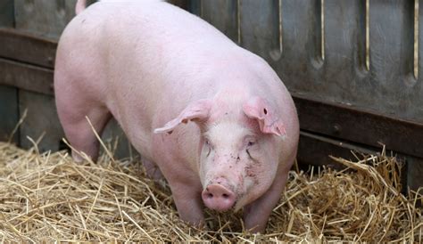 Our members are more than just people who ride mountain bikes. Soirées Techni Porc | Coopérateur