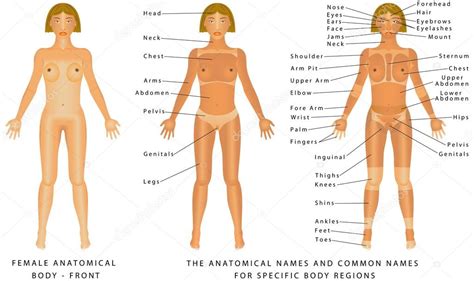 Body parts outside your body for example your skin is an external organ which is considered part of the body. Weiblicher Körper - Vorderseite - Vektorgrafik ...