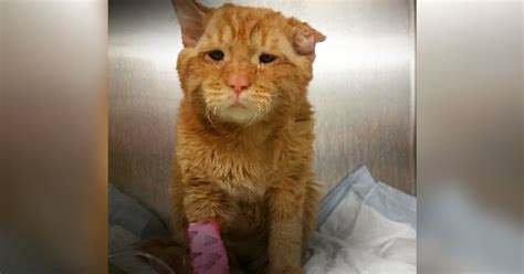 It was one of the hardest things i've ever done. Cat Who Was About To Be Put Down Gets A Second Chance ...