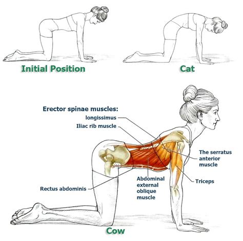 Beautiful to do in the beginning of your practice because it opens up the spine, it starts to move like fluidity through the spine, join the breath and the body together nicely. Obat Sakit Pinggang - Cat Cow Yoga Pose - Tortueyoga