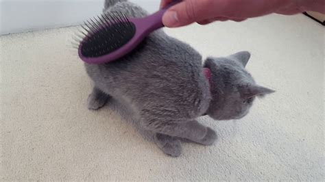 The famous orange pad fills with air through a small hole in the tip of the brush, giving the hairbrush a luxurious soft cushion. British Short Hair (kim's 2nd Day at Home) .. Brush Time ...