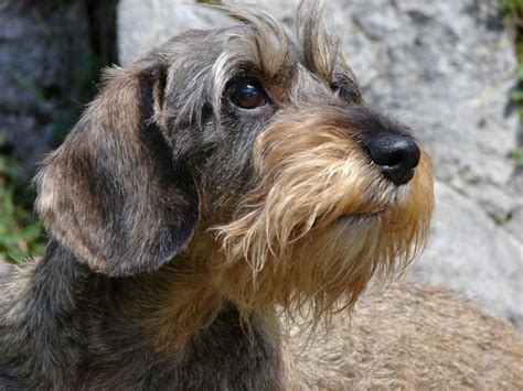 Darum müssen diese hunde, vor allem die welpen, immer mit bedacht gehalten und vor gefahren (steckdosen, pool usw.) beschützt werden. Dackel in Not - Dackel.de